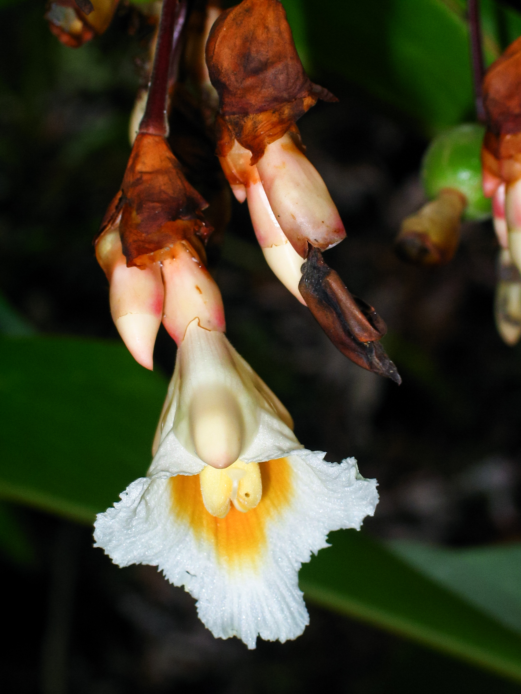 ปุด Alpinia javanica Blume<br/>Zingiberaceae